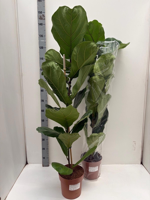 <h4>FICUS LYRATA</h4>