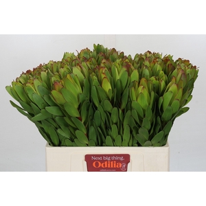 Leucadendron Goldstrike