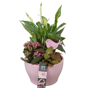 PTIB7467 Arrangementen kamerplanten