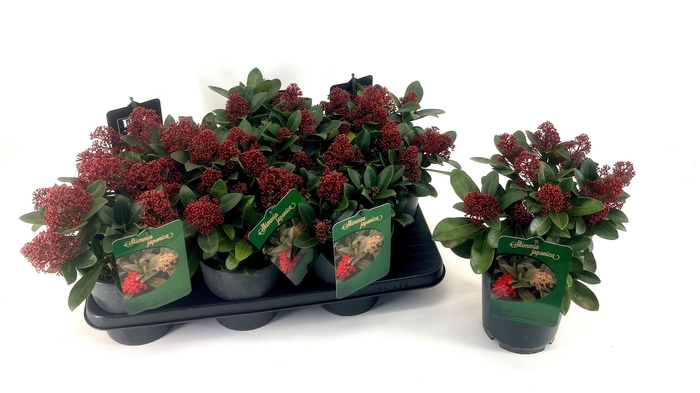 <h4>SKIM J SENSATION</h4>