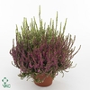 Calluna vulgaris Beauty Ladies Trio P12