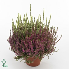 Calluna vulgaris Beauty Ladies Twins P12