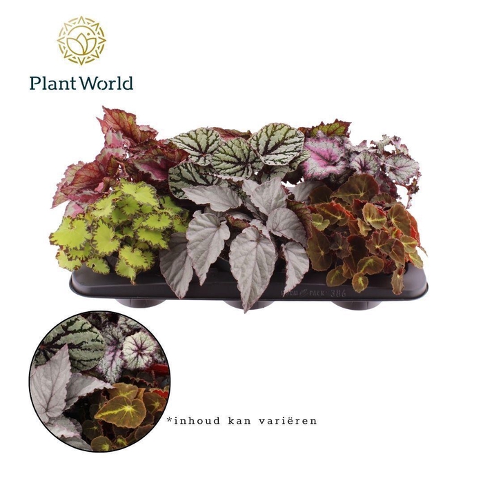 <h4>Begonia rex Magic Colours</h4>