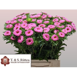 CALLIS MATS PINK