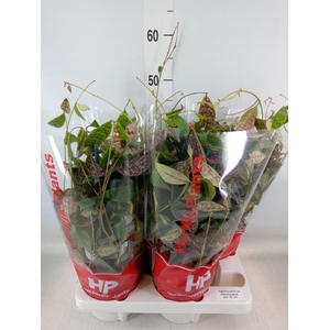 Aeschynanthus marmoratus