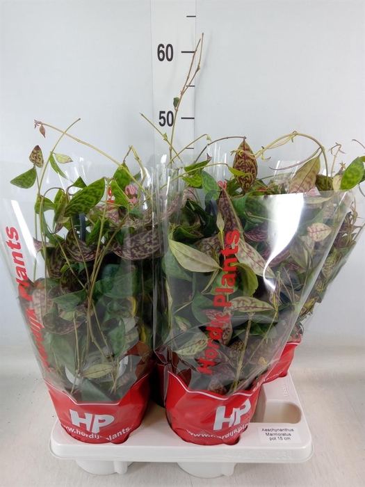 <h4>Aeschynanthus marmoratus</h4>