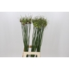 Allium Art