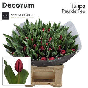TU EN PEU DE FEU