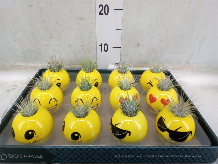<h4>Arr.   Kamerplant Groen L%</h4>