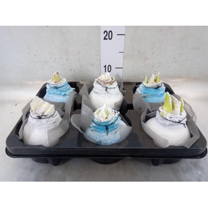 Hippeastrum   ...waxed