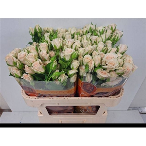 R TR ROYAL PORCELINA