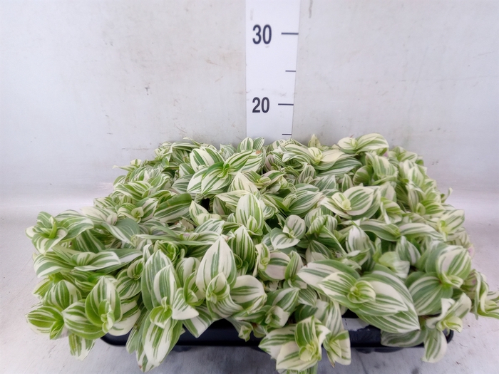 <h4>Tradescantia   ...</h4>