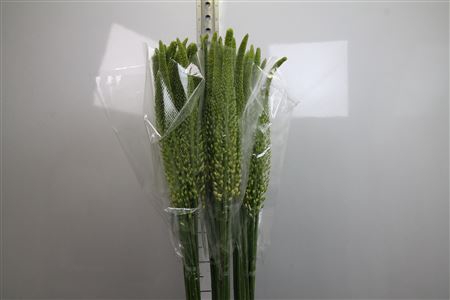 <h4>Eremurus Moneymaker</h4>