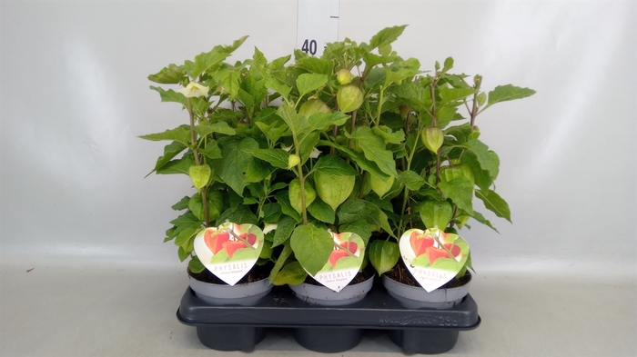 <h4>Physalis alkekengi</h4>