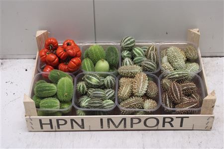 <h4>F- Cucumis Mix Solanum</h4>
