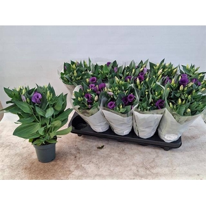 EUSTOMA JULIETTA BLUE P12