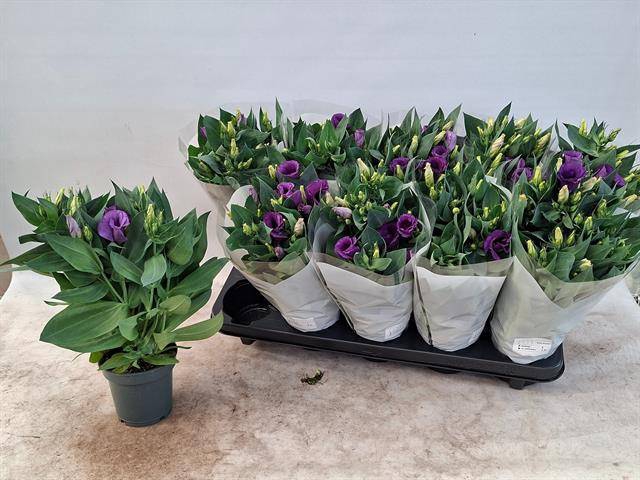 <h4>EUSTOMA JULIETTA BLUE P12</h4>