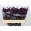 Anigozanthos Bush Merlot