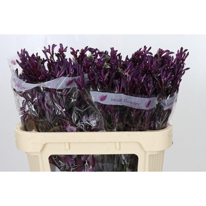 Anigozanthos Bush Merlot