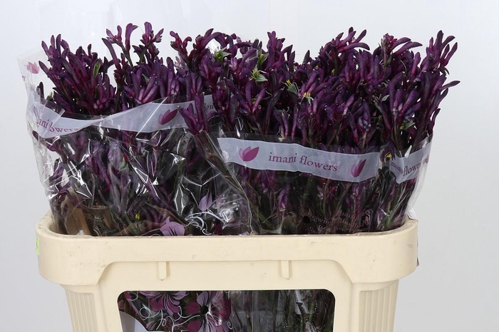 <h4>Anigozanthos Bush Merlot</h4>