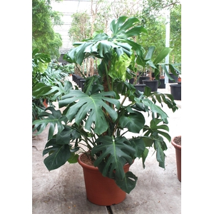 Monstera deliciosa