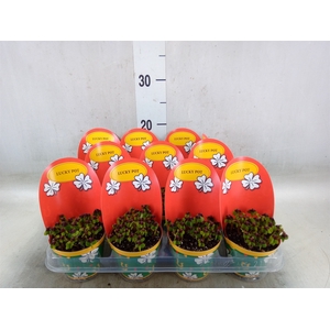Oxalis deppei
