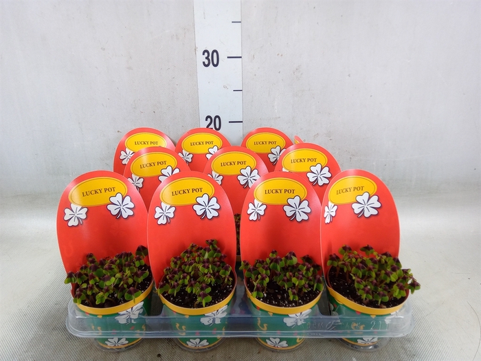 <h4>Oxalis deppei</h4>