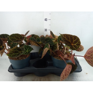 Begonia BD ferox