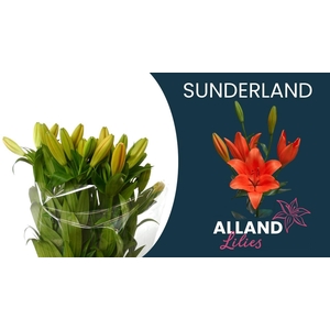 LI LA SUNDERLAND