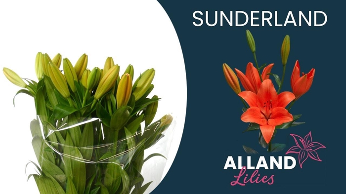 <h4>LI LA SUNDERLAND</h4>