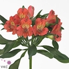 Alstroemeria estee