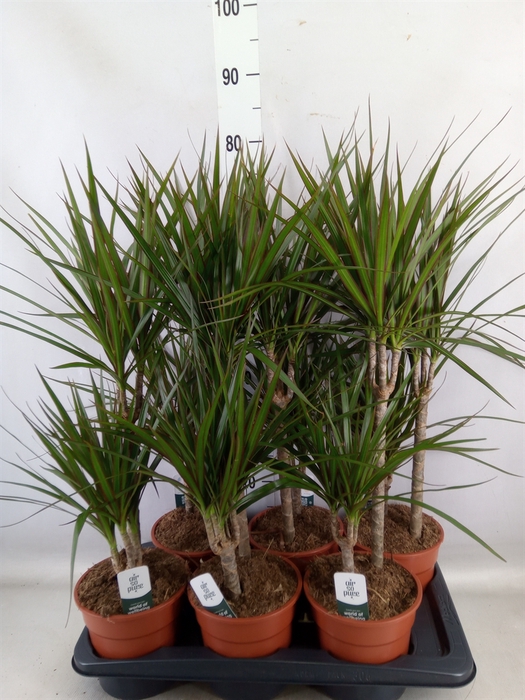 <h4>Dracaena marg.</h4>