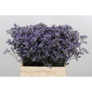 Limonium Utah Blue
