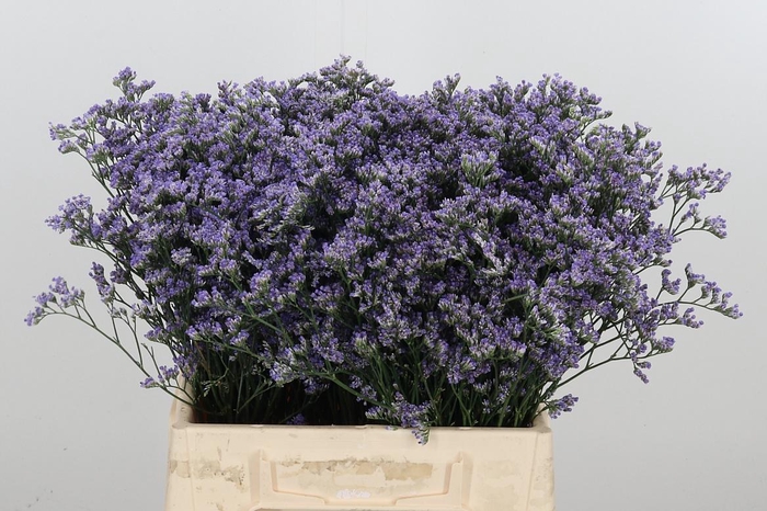 <h4>Limonium Utah Blue</h4>