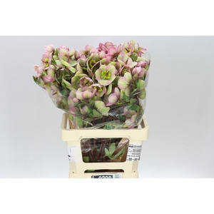 Helleborus Baylis Blush Pink Ex