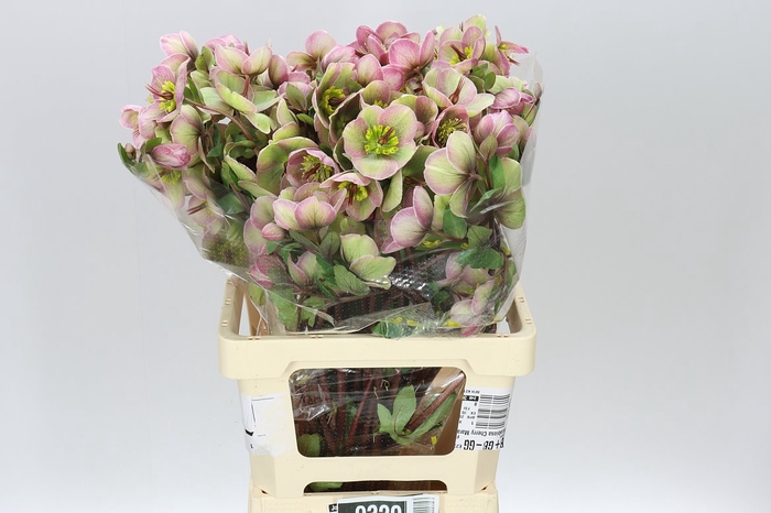 <h4>Helleborus Baylis Blush Pink Ex</h4>