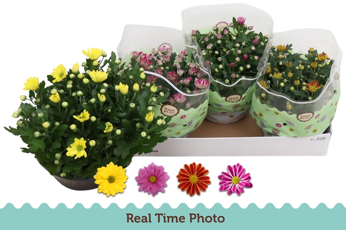 <h4>CHRYS GEM 4 KL</h4>