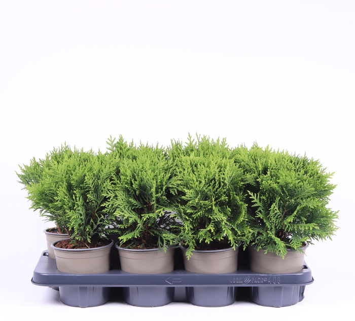 <h4>Thuja Danica</h4>
