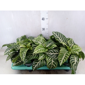 Aphelandra squar. 'Botanica'