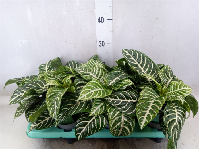 <h4>Aphelandra squar. 'Botanica'</h4>