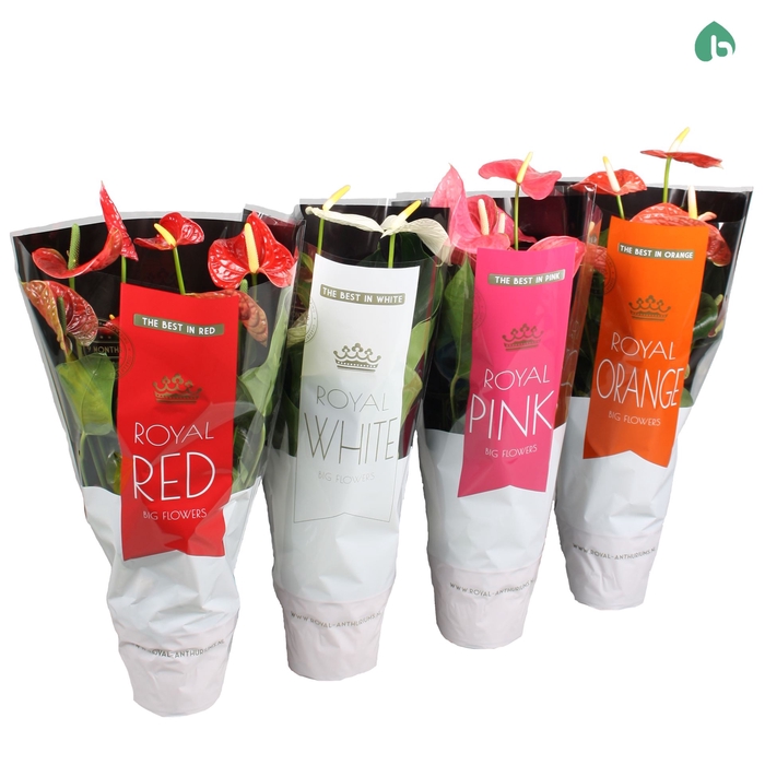 <h4>Anthurium   ...mix</h4>