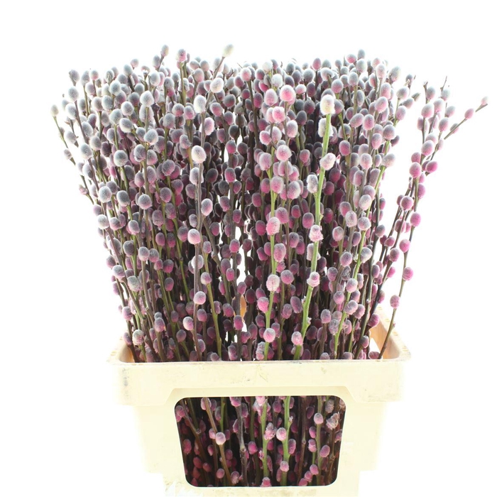 <h4>Salix Snow Flake Klb Expression</h4>