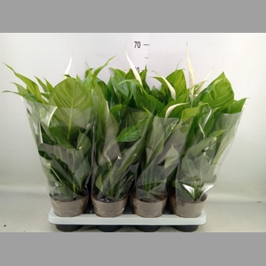 Spathiphyllum  'Sweet Silvio'