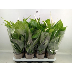 Spathiphyllum  'Sweet Silvio'