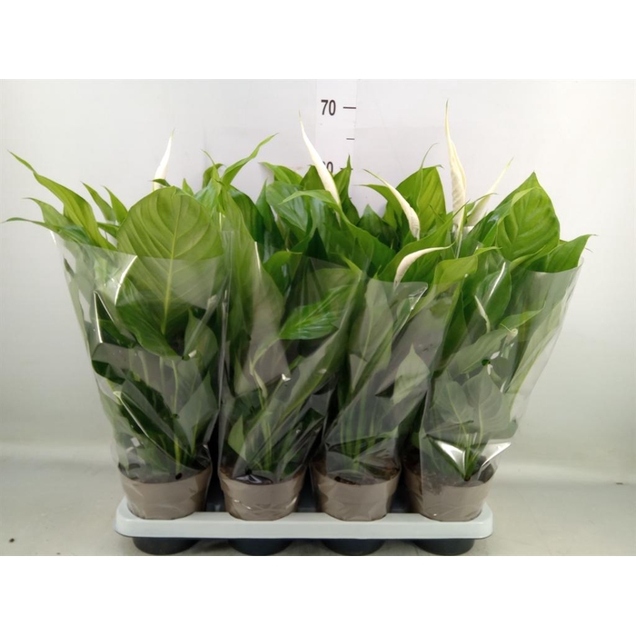 <h4>Spathiphyllum  'Sweet Silvio'</h4>