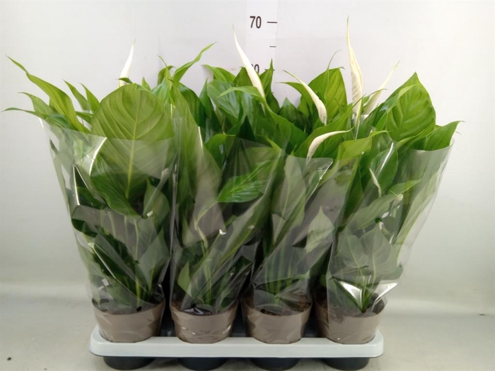 <h4>Spathiphyllum  'Sweet Silvio'</h4>