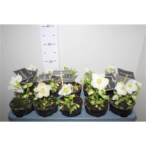 Hell Ni Winter Fleur