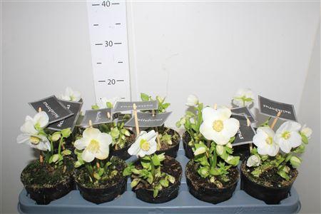 <h4>Hell Ni Winter Fleur</h4>