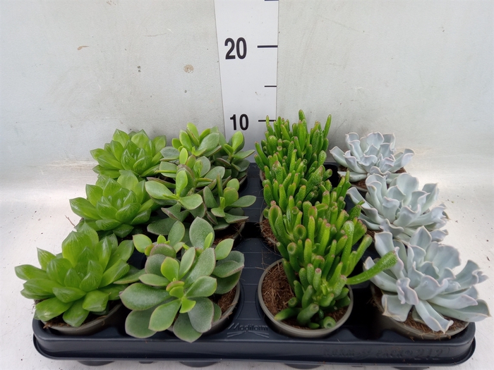 <h4>Succulents   ...mix 3</h4>