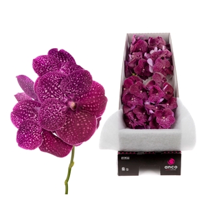 Vanda Crimson Love X8